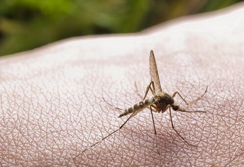 La piqûre de moustique comme cause d'infestation parasitaire