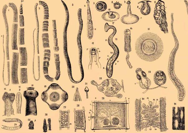 Classe de parasites Gelminth