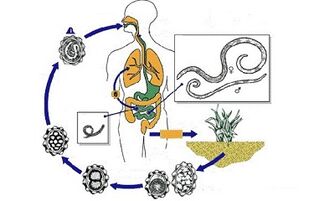le cycle du développement des parasites dans le corps